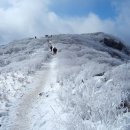 병곡리 Daum카페