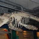 울산 장생포고래박물관 이미지