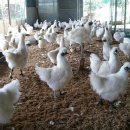 현성농장 이미지