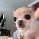 타코링링 | 누룽지 마세요