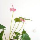 마마스조산원 이미지