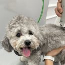 살랑살랑 펫미용 이미지