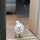 펫시즌 이미지