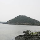 식산봉의 황근자생지 및 상록활엽수림 이미지