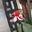 어성초겹꽃(희귀야생화) & 페이조아 이미지