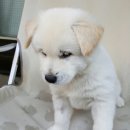 꽃보다 강쥐 이미지