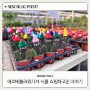 쿠페아 | 남사화훼단지 에르베플라워 주말나들이 추천 | 분갈이꿀팁