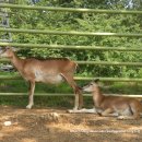 미니목장 이미지