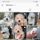 한국꼬똥켄넬 이미지