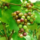 고향내음 이미지