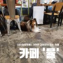 마실오개 | [성신여대카페] 새벽2시까지 영업하는 카페 '뮬' 내돈내산후기(feat. 귀여운 강아지)