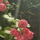 가톨릭꽃동네대학교 대학원 이미지