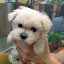 이마트 대전터미널점 몰리스 이미지