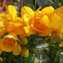 골드리치 이미지