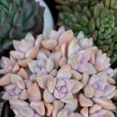 부용슈퍼 이미지