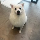 애견마을 이미지