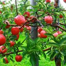 꿈이있는사과나무 이미지