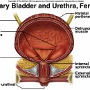 Spinal Cord Injuries 이미지