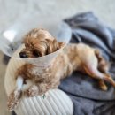 D00724 | 강아지 관절영양제 관절염 영양제 닥터헨로 후기