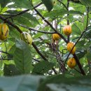 카카오CACAO Daum카페