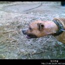 챔피언농장 이미지