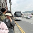 (주)지금 | 진해 군항제 지금 벚꽃 만개, 아이와 다녀온 실시간 후기 + 먹거리 셔틀 총정리