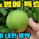 하늘타리-하늘이내린 명약~당뇨병에 특효!!/ 암세포 90% 억제/ 말기암에 효능 이미지