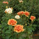 조이목장 이미지