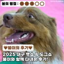 쇼독(Show dog) | [붐이의 후기] 2025 대구 펫쇼 &amp; 국제 도그쇼, 붐이와 함께 다녀온 후기!