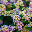 St.four 99 이미지