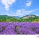 라벤더 - 부천시 원미구 부천로6번길 23 | 라벤더