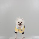 멍해피 애견유치원&호텔 이미지