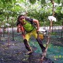 직지초교 이미지