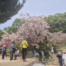 26/4/23목) 서산문수사겹벚꽃, 완주화산농원꽃밭 이미지