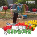 경기도 부천 춘의동 다양한 식물 나들이 걷기 좋은 무릉도원수목원 튤립