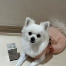 구름소리 | 구름이와 함께하는 기관지 케어, 마음반려 고함량 영양제 후기