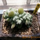 황성농장 이미지