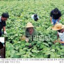 인광농장 국민일보