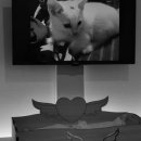 타임투반려동물 장례식장 이미지