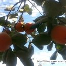 지동공인중개사사무소 이미지