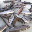 인산낚시터 이미지