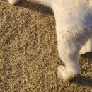 코코앤잭슨 | [반려동물동반카페] 김천 코코앤잭슨 후기