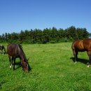 오즈의목장 이미지