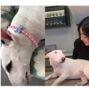 반려견 패션 전문가 양성과정 | 이혜영, 반려견 낙서 지웠다...강아지는 '깨끗' 사과는 無