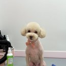 라온펫미용실 이미지