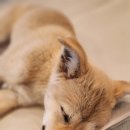 다시사랑받개 이미지