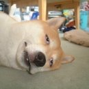 디짐(D-gYm) 이미지