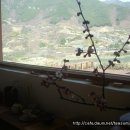 섬진다원 이미지