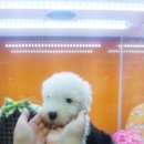 아기강아지 이미지