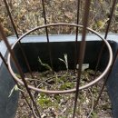 클레마티스 | 클레마티스와 더덕을 위한 선택, 철제 오벨리스크 내돈내산 설치 후기